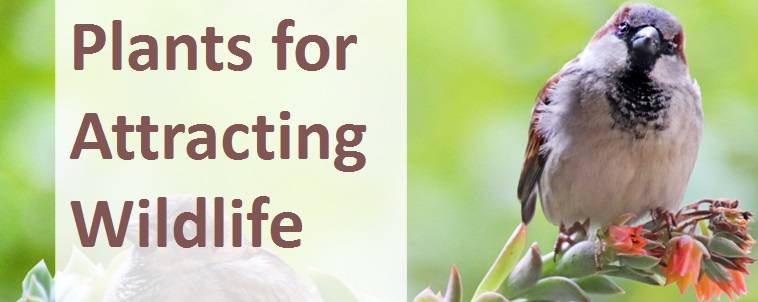 Plants for Attracting Wildlife 4